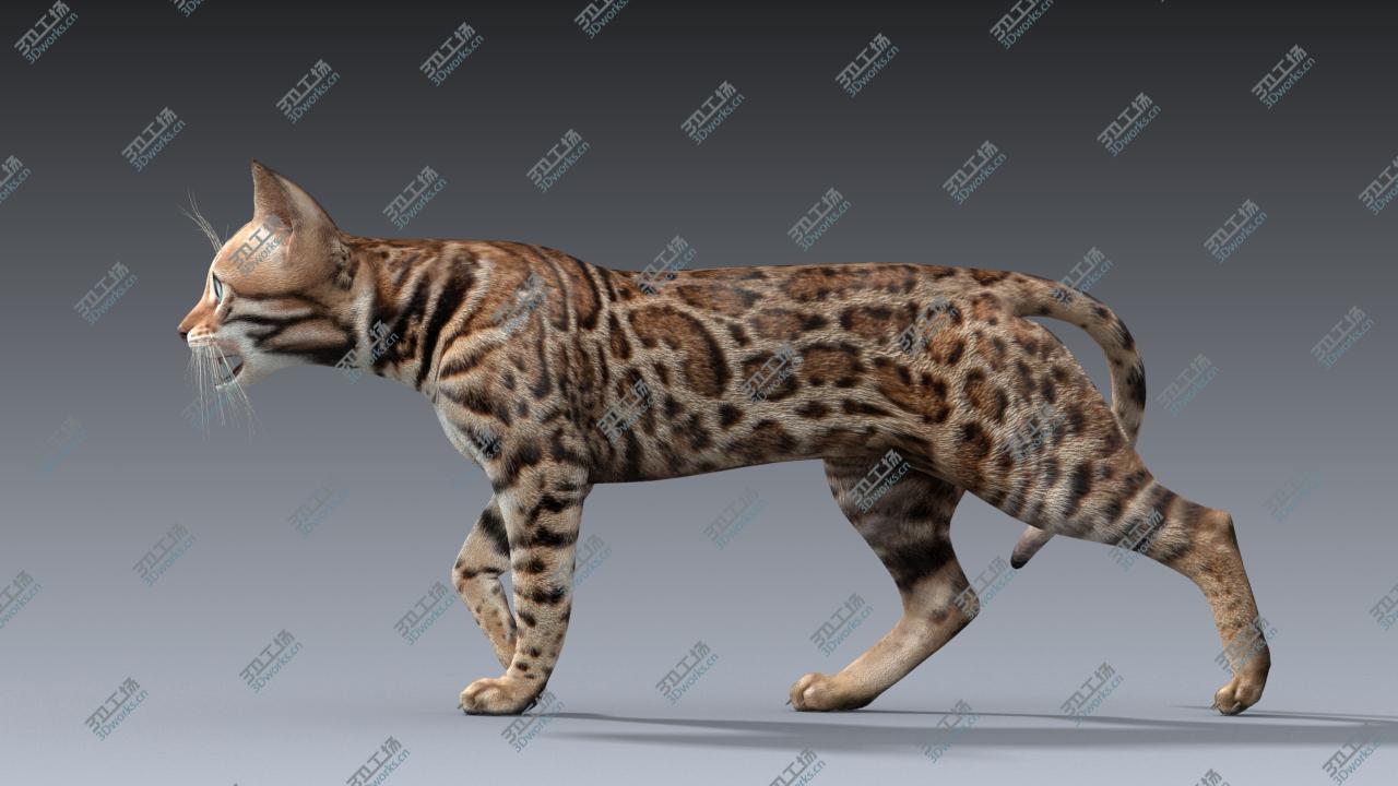 images/goods_img/20210319/Bengal cat(ANIMATED)/2.jpg